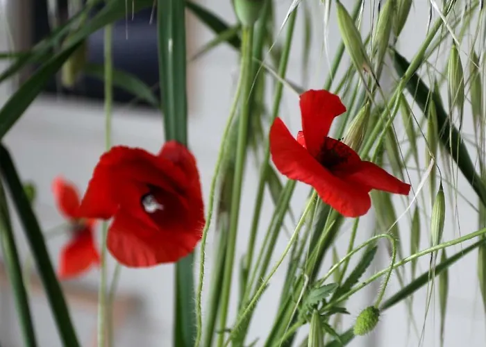 乡村民宿 Casa San Martino